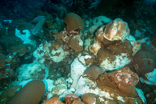Corals affected by a 2016 mortality event at East Flower Garden Bank. Photo: FGBNMS/Schmahl via NOAA